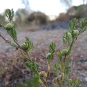 Centipeda cunninghamii at Point Hut to Tharwa - 9 Apr 2018