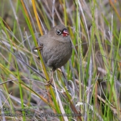 Stagonopleura bella (Beautiful Firetail) at Morton National Park - 23 Feb 2018 by CharlesDove