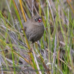 Stagonopleura bella (Beautiful Firetail) at Morton National Park - 22 Feb 2018 by Charles Dove