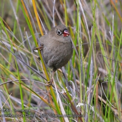 Stagonopleura bella (Beautiful Firetail) at Morton National Park - 23 Feb 2018 by CharlesDove