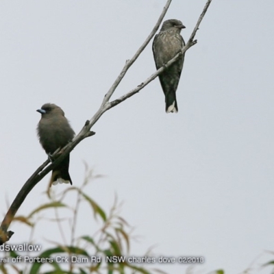 Artamus cyanopterus (Dusky Woodswallow) at Undefined - 20 Feb 2018 by CharlesDove