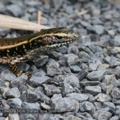 Eulamprus quoyii (Eastern Water Skink) at Ulladulla, NSW - 26 Feb 2018 by Charles Dove