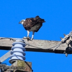 Pandion haliaetus (Osprey) at Undefined - 25 Feb 2018 by Charles Dove