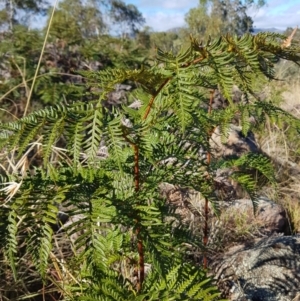 Pteridium esculentum at Oxley, ACT - 13 May 2018 10:44 AM