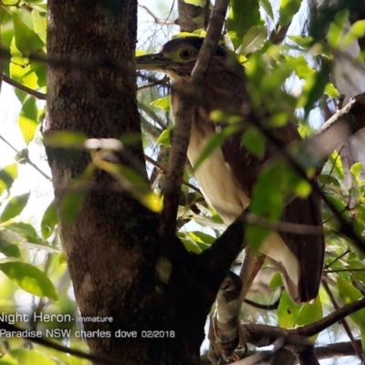 Nycticorax caledonicus (Nankeen Night-Heron) at Hazel Rowbotham Reserve Walking Track - 23 Feb 2018 by CharlesDove