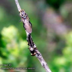 Ommatius sp. (Common yellow robber fly) at Ulladulla, NSW - 25 Feb 2018 by Charles Dove