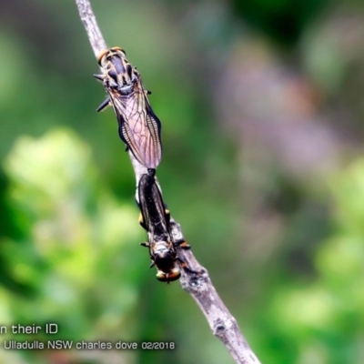 Ommatius sp. (Common yellow robber fly) at Ulladulla, NSW - 25 Feb 2018 by Charles Dove