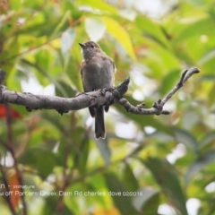 Petroica rosea (Rose Robin) at Morton National Park - 27 Feb 2018 by CharlesDove