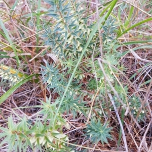 Melichrus urceolatus at Giralang, ACT - 3 May 2018