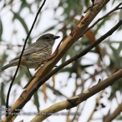 Rhipidura rufifrons (Rufous Fantail) at Morton National Park - 21 Feb 2018 by CharlesDove