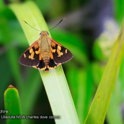 Trapezites symmomus (Splendid Ochre) at Ulladulla Reserves Bushcare - 25 Feb 2018 by Charles Dove