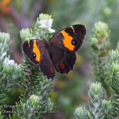Tisiphone abeona (Varied Sword-grass Brown) at Ulladulla Reserves Bushcare - 27 Feb 2018 by CharlesDove
