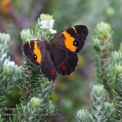 Tisiphone abeona (Varied Sword-grass Brown) at Ulladulla Reserves Bushcare - 26 Feb 2018 by Charles Dove