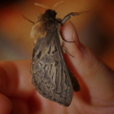 Oxycanus antipoda (Late Oxycanus) at Burra, NSW - 12 May 2018 by alex_watt