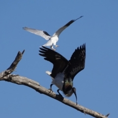 Elanus axillaris (Black-shouldered Kite) at Fyshwick, ACT - 9 May 2018 by roymcd