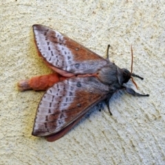 Oxycanus (genus) (Unidentified Oxycanus moths) at Molonglo Valley, ACT - 14 May 2018 by RodDeb