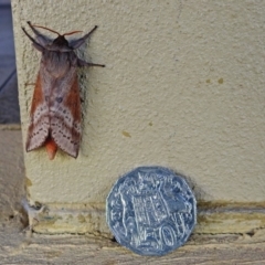 Oxycanus (genus) at Molonglo Valley, ACT - 14 May 2018