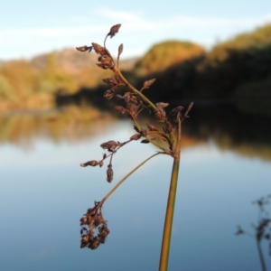 Schoenoplectus tabernaemontani at Point Hut to Tharwa - 9 Apr 2018