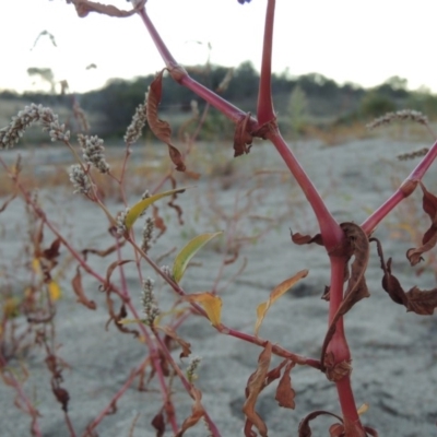 Persicaria lapathifolia (Pale Knotweed) at Point Hut to Tharwa - 9 Apr 2018 by michaelb