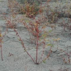 Persicaria lapathifolia at Point Hut to Tharwa - 9 Apr 2018 07:37 PM