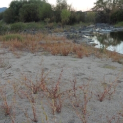 Persicaria lapathifolia at Point Hut to Tharwa - 9 Apr 2018 07:37 PM