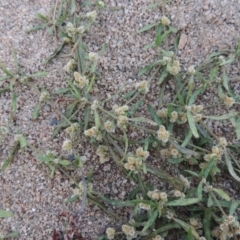 Alternanthera denticulata (Lesser Joyweed) at Paddys River, ACT - 9 Apr 2018 by michaelb