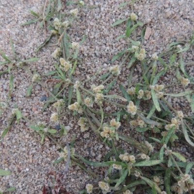 Alternanthera denticulata (Lesser Joyweed) at Point Hut to Tharwa - 9 Apr 2018 by MichaelBedingfield