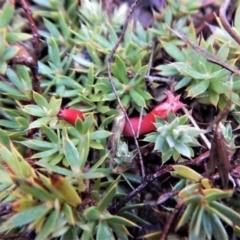 Astroloma humifusum (Cranberry Heath) at Cook, ACT - 12 May 2018 by CathB