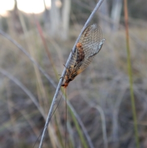 Chrysopidae (family) at Cook, ACT - 13 May 2018