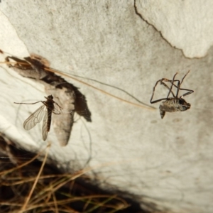 Boreoides subulatus at Cook, ACT - 28 Apr 2018