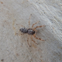 Arasia mollicoma at Belconnen, ACT - 27 Apr 2018