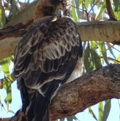 Hieraaetus morphnoides (Little Eagle) at Red Hill, ACT - 14 May 2018 by roymcd