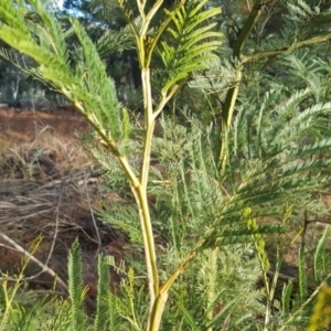 Acacia decurrens at Jerrabomberra, ACT - 15 May 2018 03:56 PM