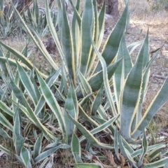 Agave americana (Century Plant) at Isaacs Ridge - 15 May 2018 by Mike