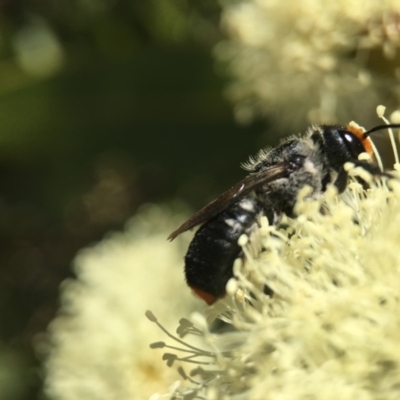 Megachile erythropyga (Resin Bee) at Acton, ACT - 9 Mar 2018 by PeterA