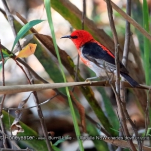 Myzomela sanguinolenta at Meroo National Park - 15 Jan 2018 12:00 AM