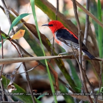 Myzomela sanguinolenta (Scarlet Honeyeater) at Meroo National Park - 14 Jan 2018 by Charles Dove