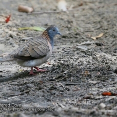 Geopelia humeralis (Bar-shouldered Dove) at Undefined - 16 Jan 2018 by CharlesDove