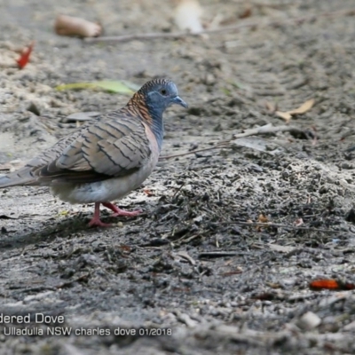 Geopelia humeralis (Bar-shouldered Dove) at Undefined - 16 Jan 2018 by CharlesDove