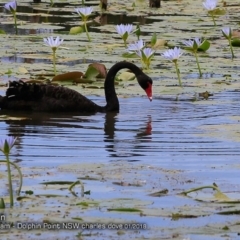 Cygnus atratus (Black Swan) at Burrill Lake, NSW - 18 Jan 2018 by CharlesDove