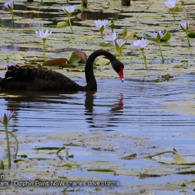 Cygnus atratus (Black Swan) at Burrill Lake, NSW - 18 Jan 2018 by CharlesDove