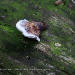 Rhodofomitopsis lilacinogilva (Rhodofomitopsis lilacinogilva) at Meroo National Park - 19 Jan 2018 by CharlesDove