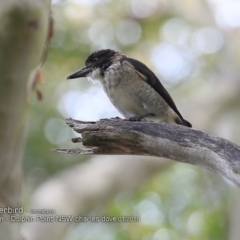 Cracticus torquatus (Grey Butcherbird) at Burrill Lake, NSW - 19 Jan 2018 by CharlesDove