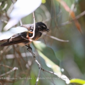Rhipidura albiscapa at Meroo National Park - 16 Jan 2018 12:00 AM