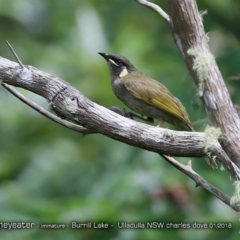 Meliphaga lewinii (Lewin's Honeyeater) at Meroo National Park - 15 Jan 2018 by Charles Dove