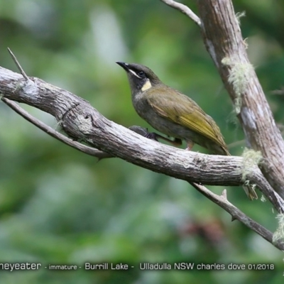 Meliphaga lewinii (Lewin's Honeyeater) at Meroo National Park - 15 Jan 2018 by Charles Dove