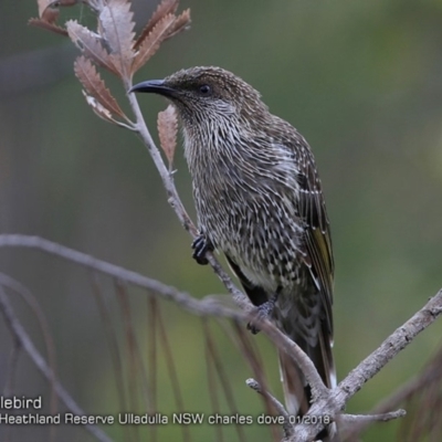 Anthochaera chrysoptera (Little Wattlebird) at South Pacific Heathland Reserve - 18 Jan 2018 by Charles Dove