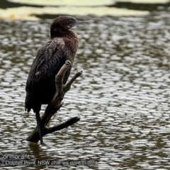 Phalacrocorax sulcirostris (Little Black Cormorant) at Burrill Lake, NSW - 18 Jan 2018 by CharlesDove