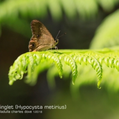 Hypocysta metirius (Brown Ringlet) at Meroo National Park - 18 Jan 2018 by Charles Dove