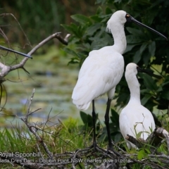 Platalea regia (Royal Spoonbill) at Burrill Lake, NSW - 15 Jan 2018 by Charles Dove